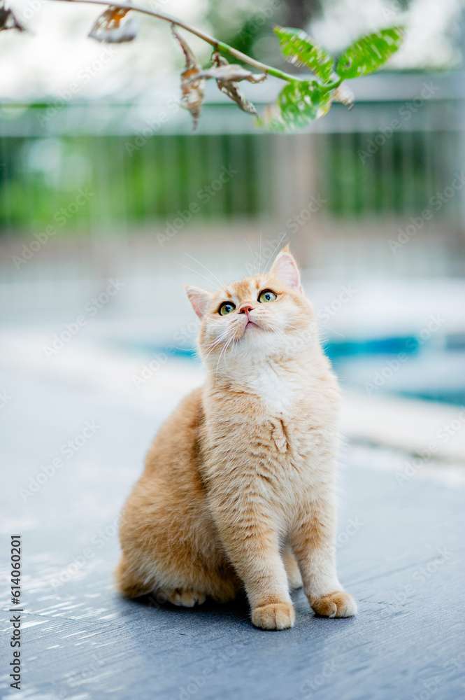 adorable gatito rompecabezas en línea