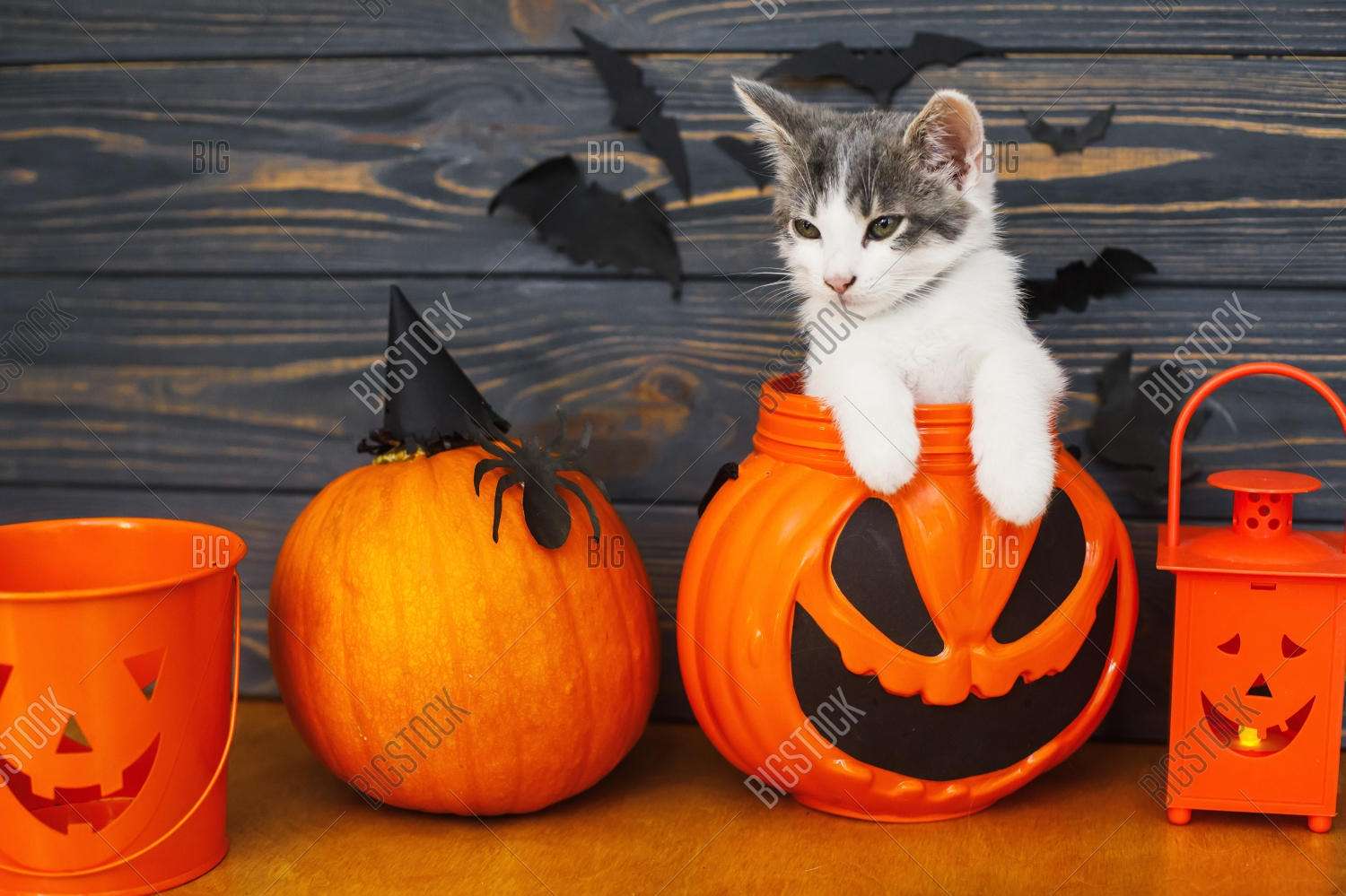 Gatito en el centro de la calabaza. rompecabezas en línea