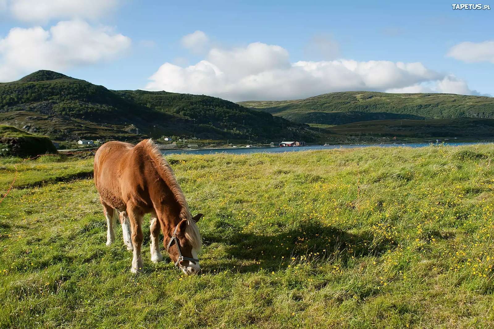 Caballo en el campo rompecabezas en línea