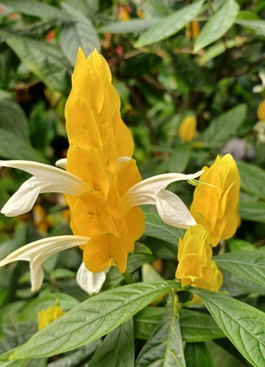 fleurs dans le jardin botanique puzzle en ligne