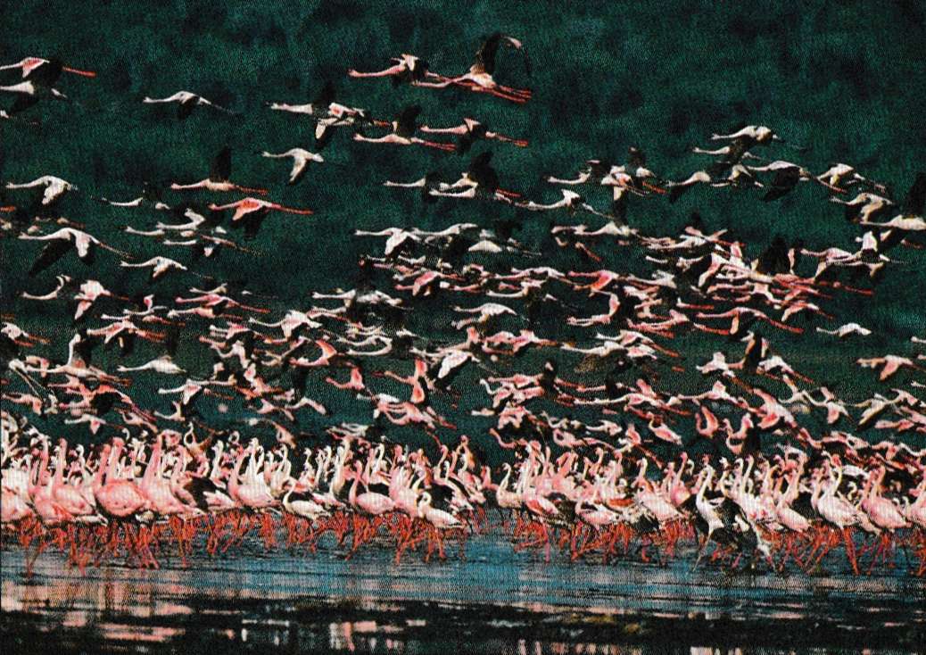 Un troupeau de flamants roses puzzle en ligne