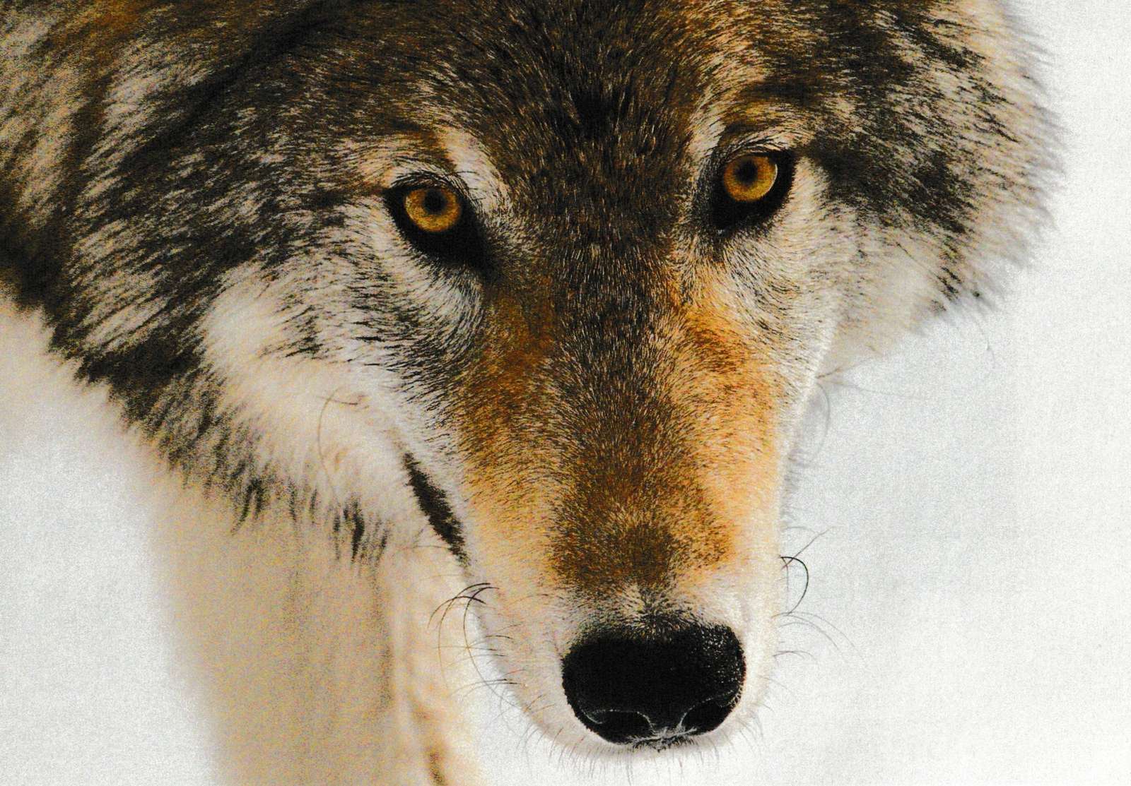 Wolf❤️❤️❤️❤️❤️❤️❤️❤️❤️ Online-Puzzle