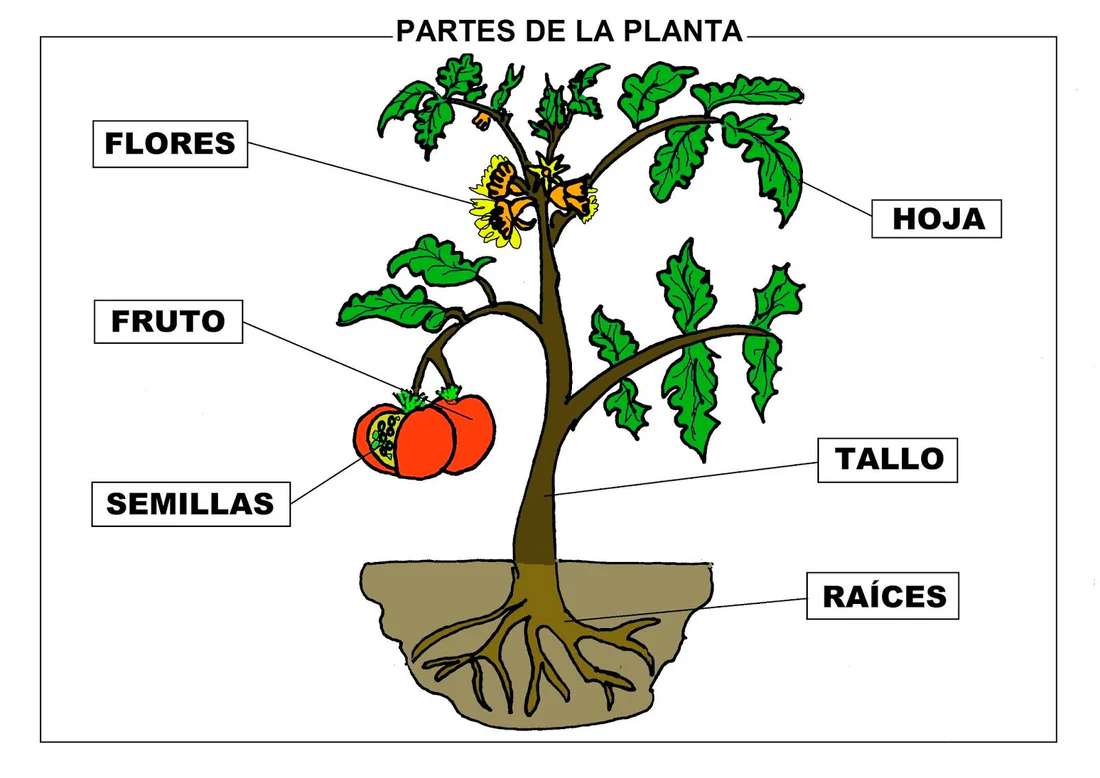 Partes da planta puzzle online