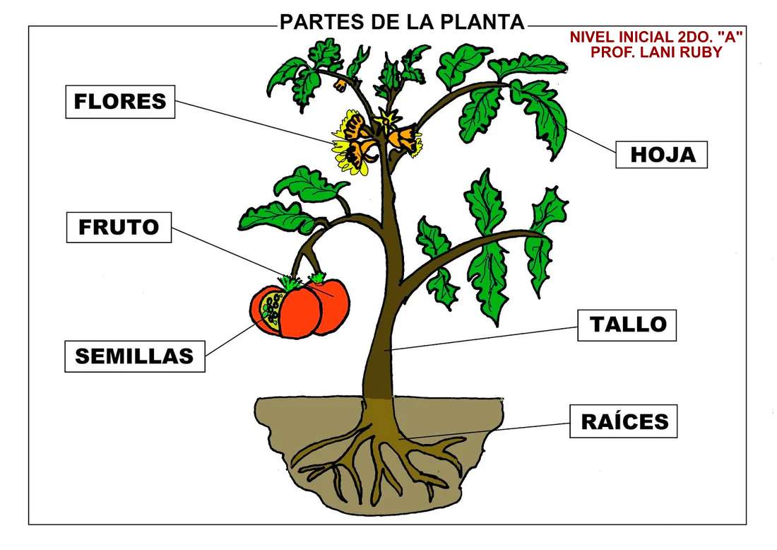 Părți ale plantei puzzle online