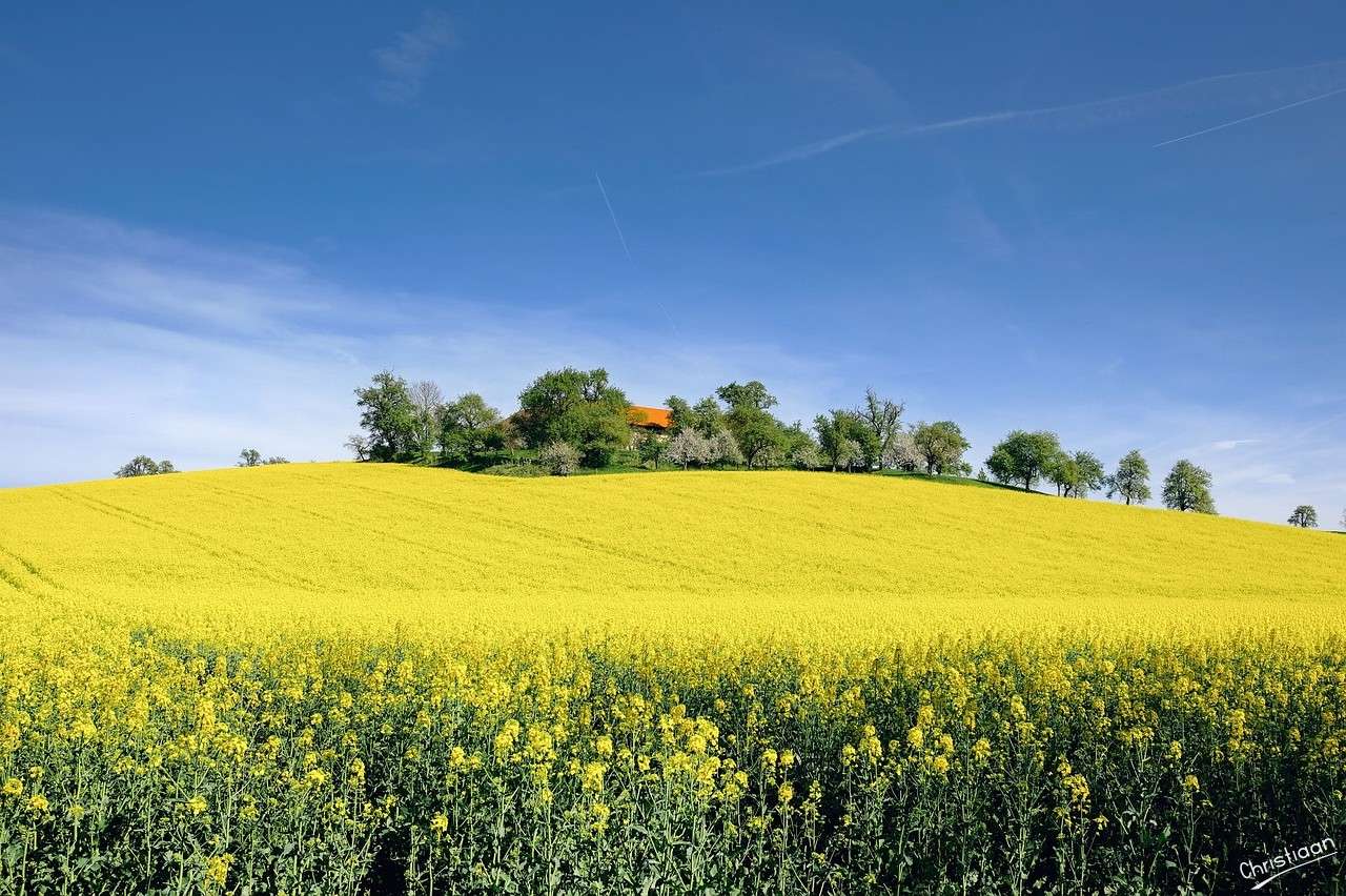 Natuur, Landschap, De lente. online puzzel