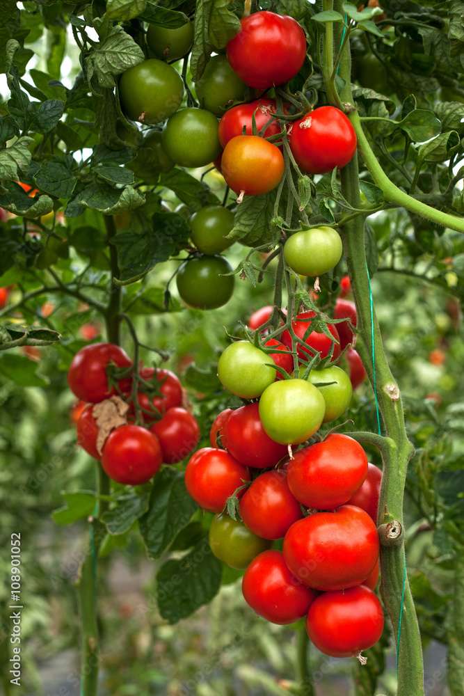 Kirschtomaten Puzzlespiel online