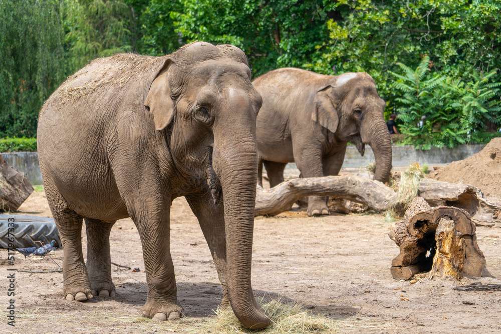 Indian Elephants Zoo Wrocław παζλ online