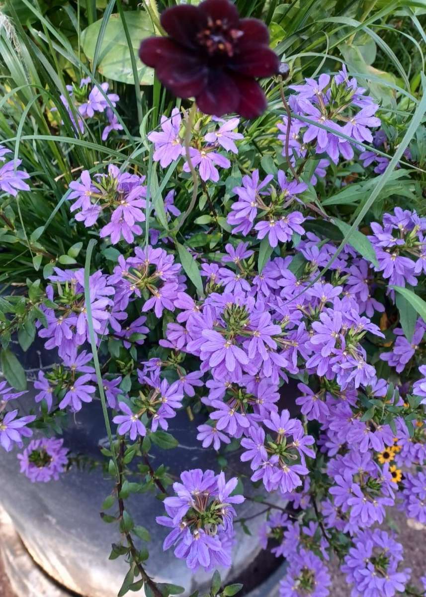 Fliederblüten auf dem Blumenbeet Puzzlespiel online