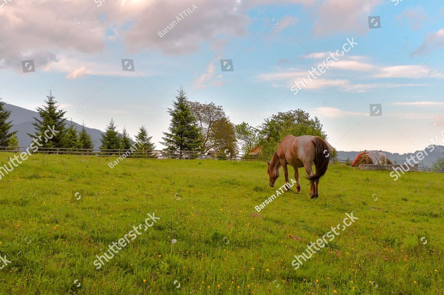 Caballo en el campo rompecabezas en línea