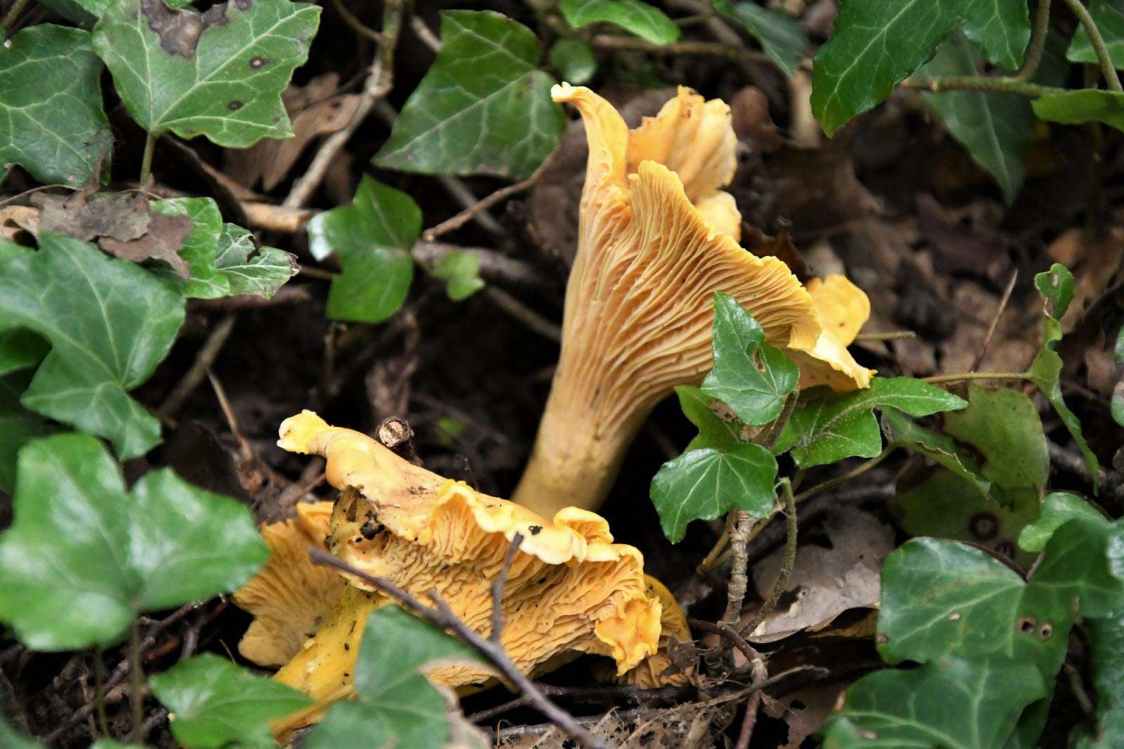 Chanterelles puzzle en ligne