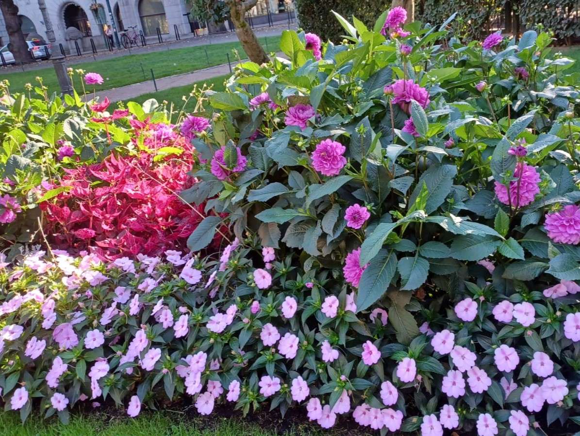 hermoso y exuberante macizo de flores rompecabezas en línea