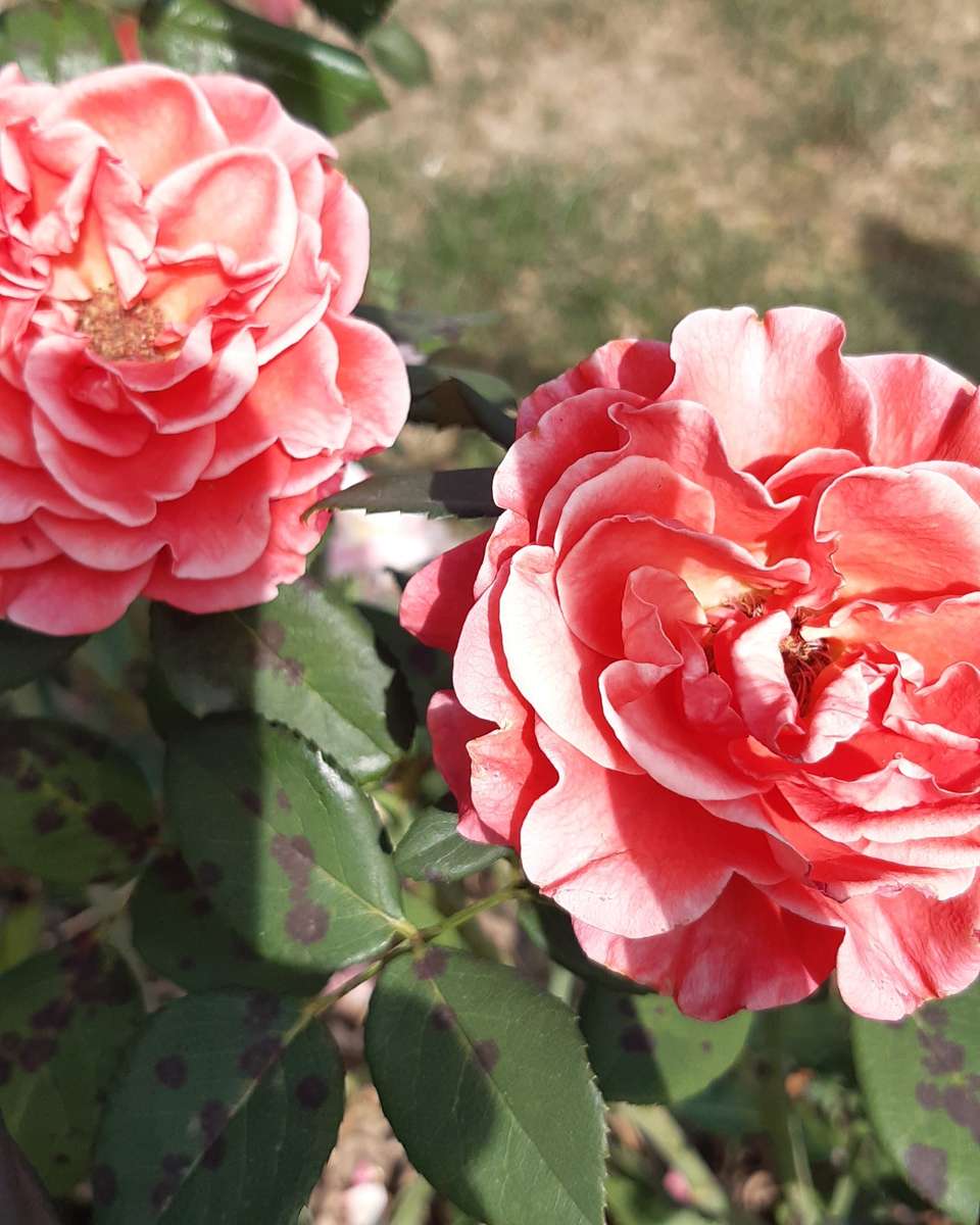 dos hermosas rosas de colores rompecabezas en línea