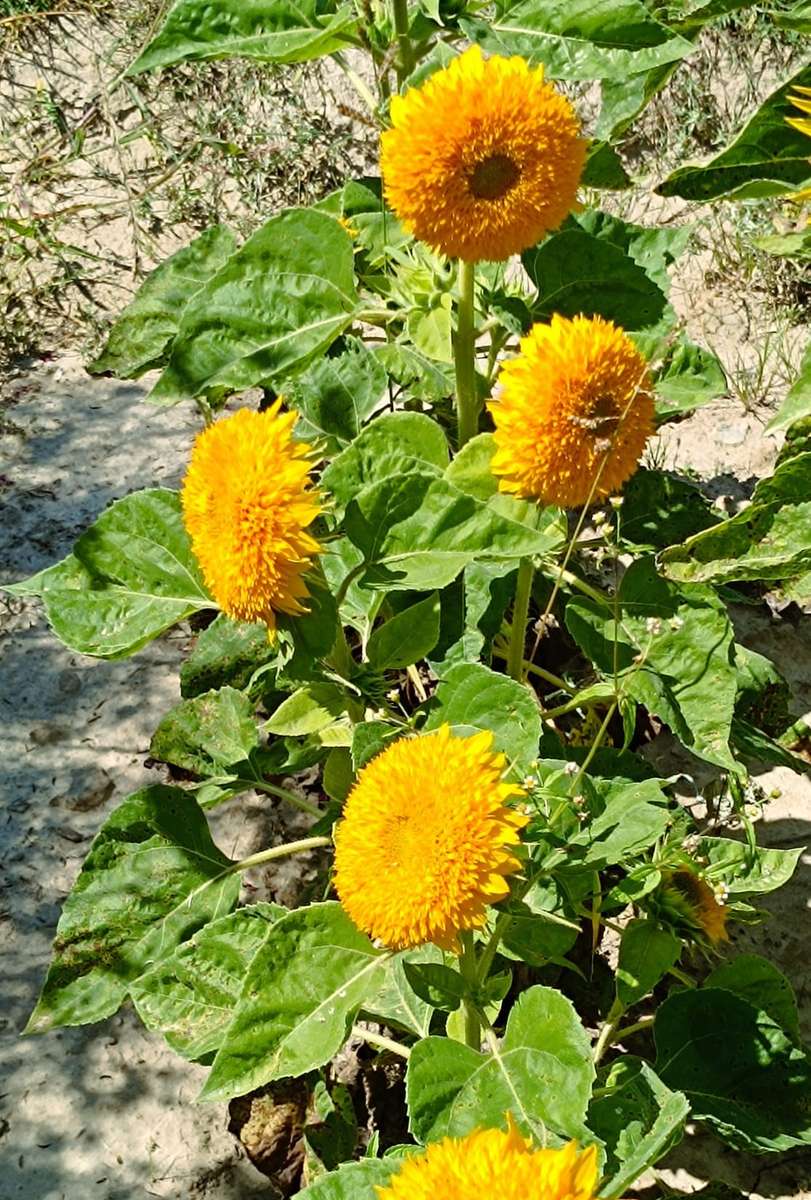 flores amarelas de outono no jardim quebra-cabeças online