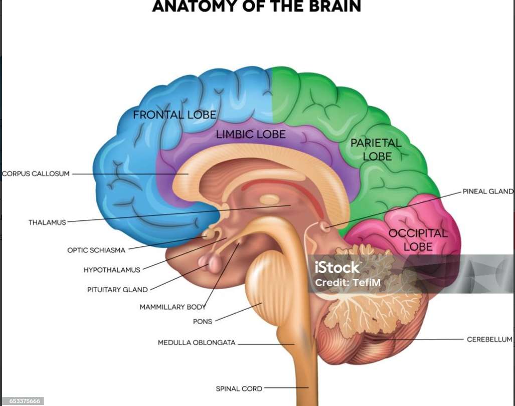 DIENCEPHALUS kirakós online