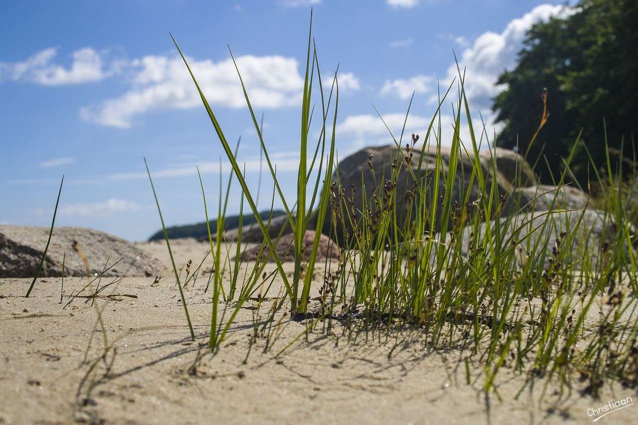 Dunes, Sand, Beach. online puzzle