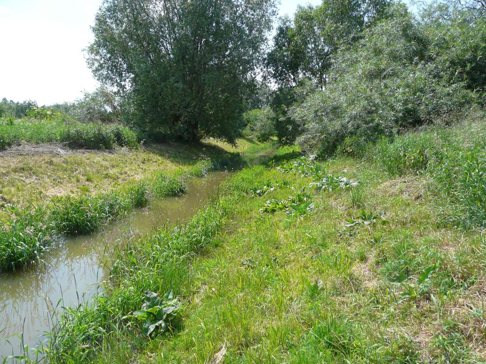 Un río en un paisaje de verano. rompecabezas en línea