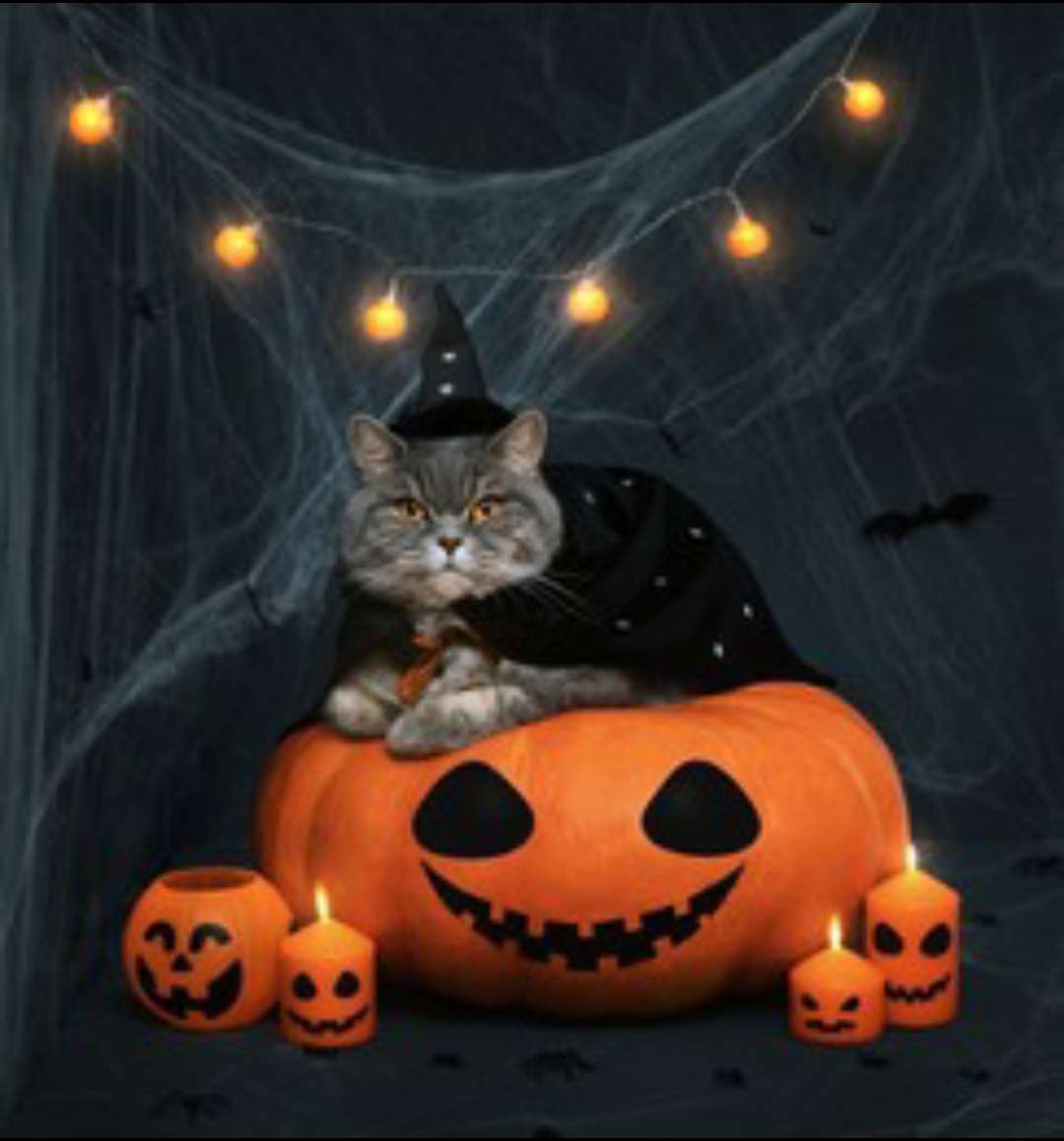 Cat sitting on a Pumpkin online puzzle