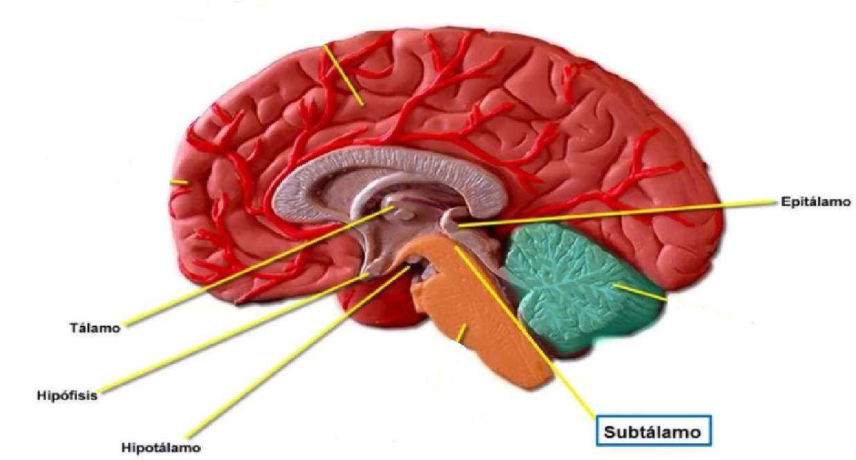 diencephalon and its parts online puzzle