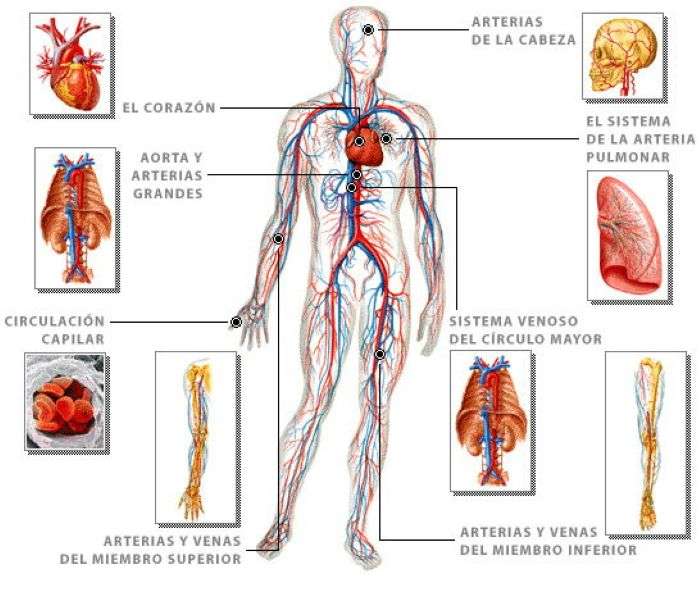 The circulatory system jigsaw puzzle online