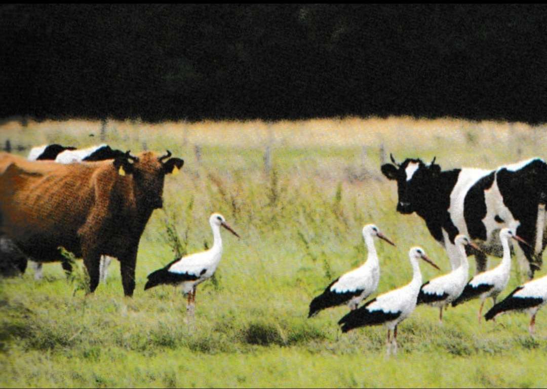 Vacas e cegonhas quebra-cabeças online