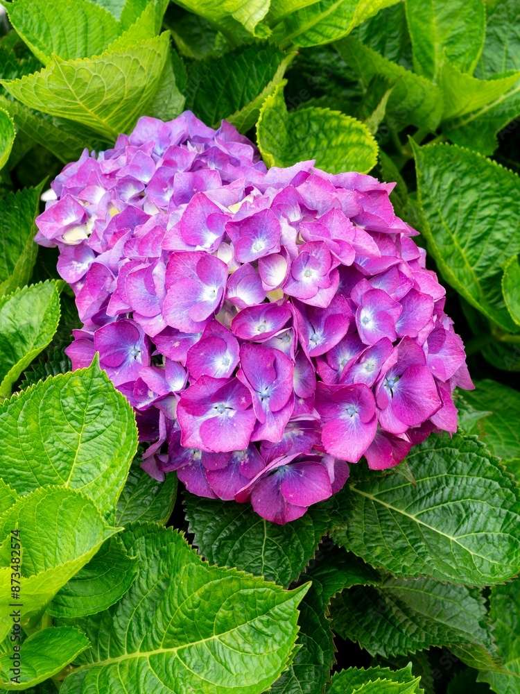 Hortensia bloem online puzzel