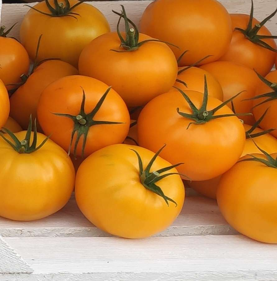 tomates rompecabezas en línea