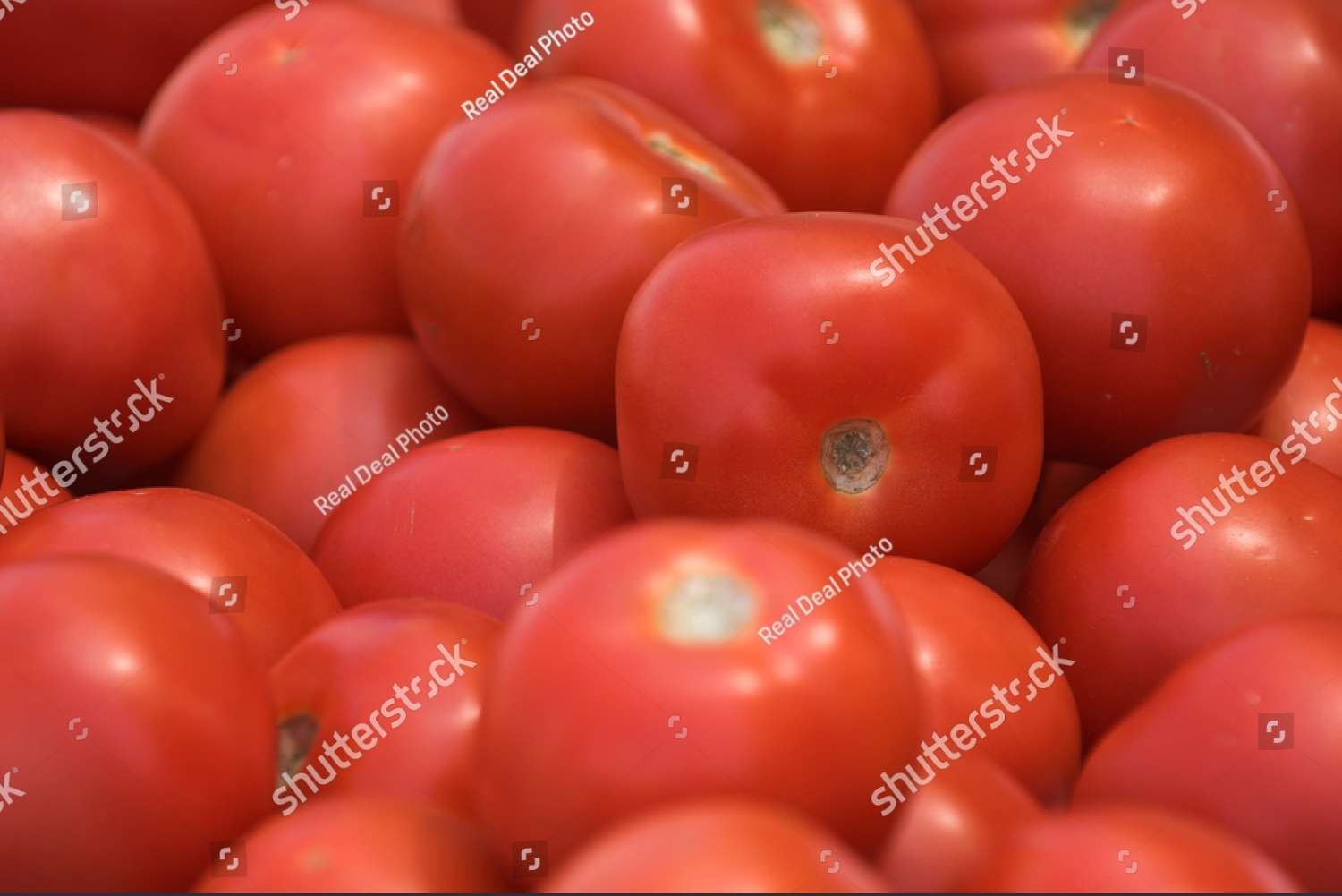 tomates quebra-cabeças online