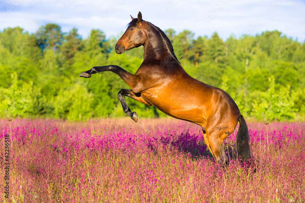 Pferd auf dem Feld Puzzlespiel online