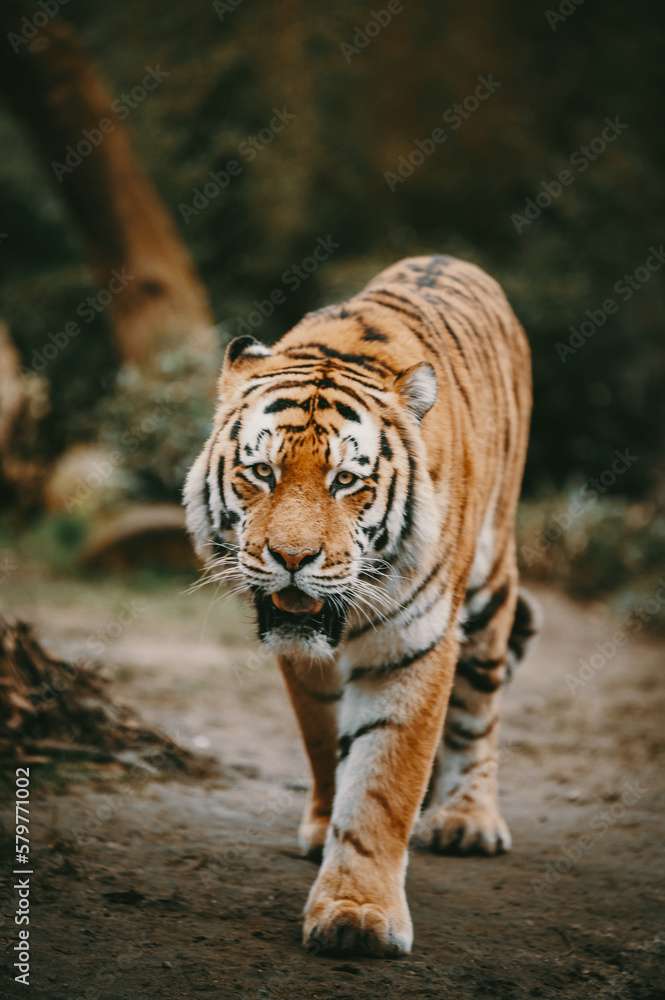 Siberian Tiger jigsaw puzzle online