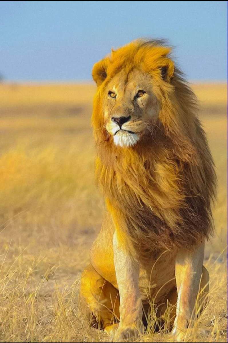 Lion sitting on the grass jigsaw puzzle online