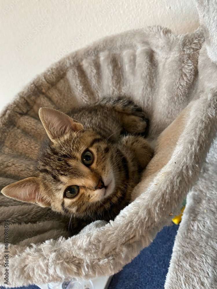 gato en la cama rompecabezas en línea