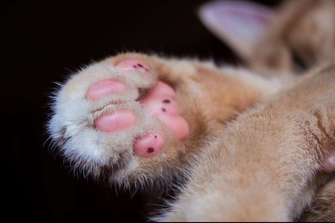 Pata de gato rompecabezas en línea