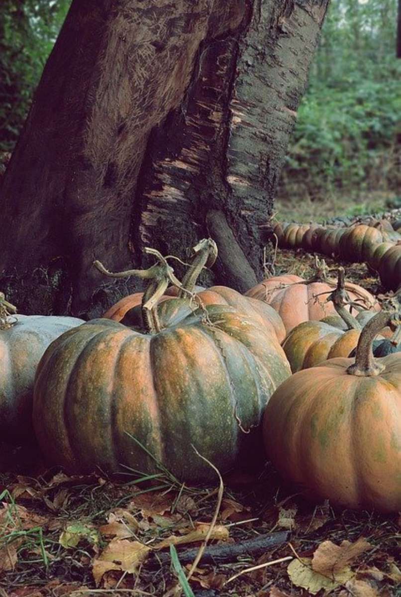 Calabazas enormes rompecabezas en línea