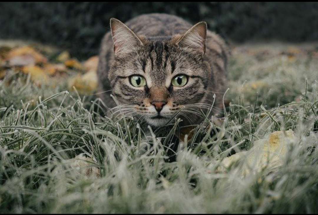 キャットハンター オンラインパズル