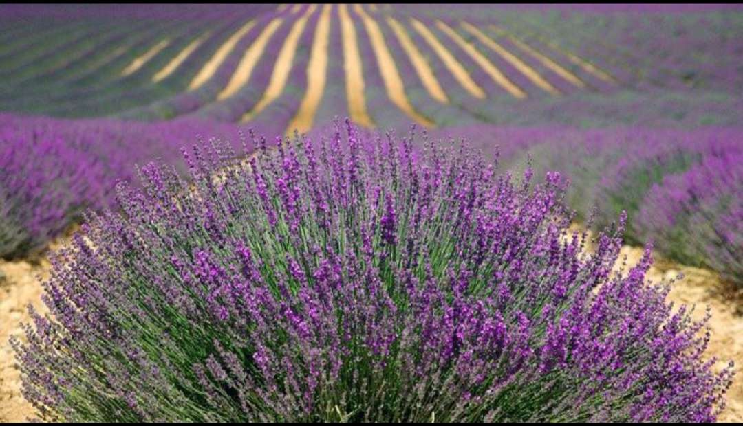 Lavanda Provenza Francia puzzle online