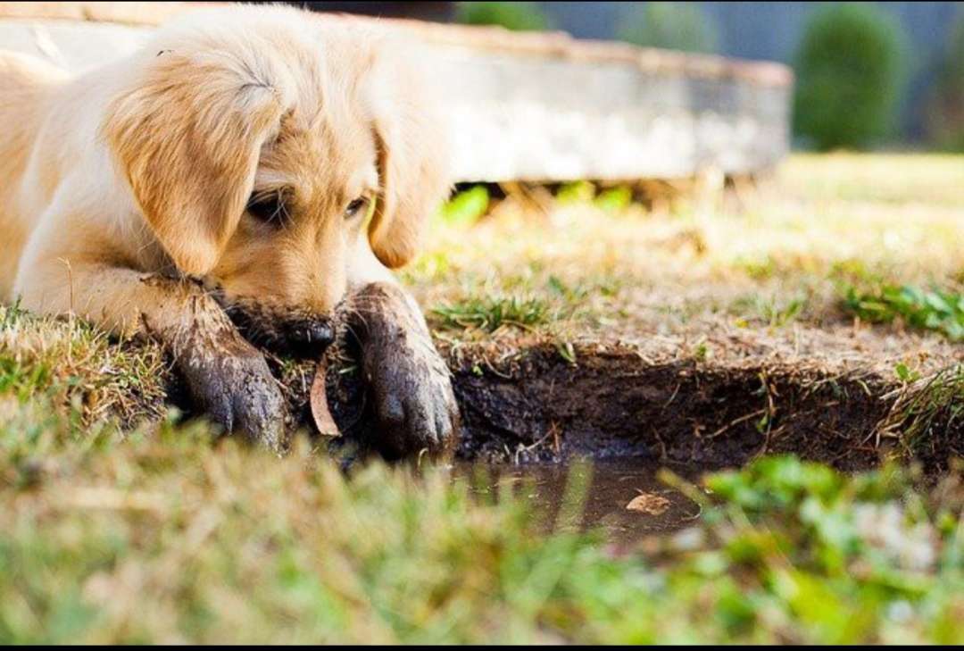 Hund und Schlamm Puzzlespiel online