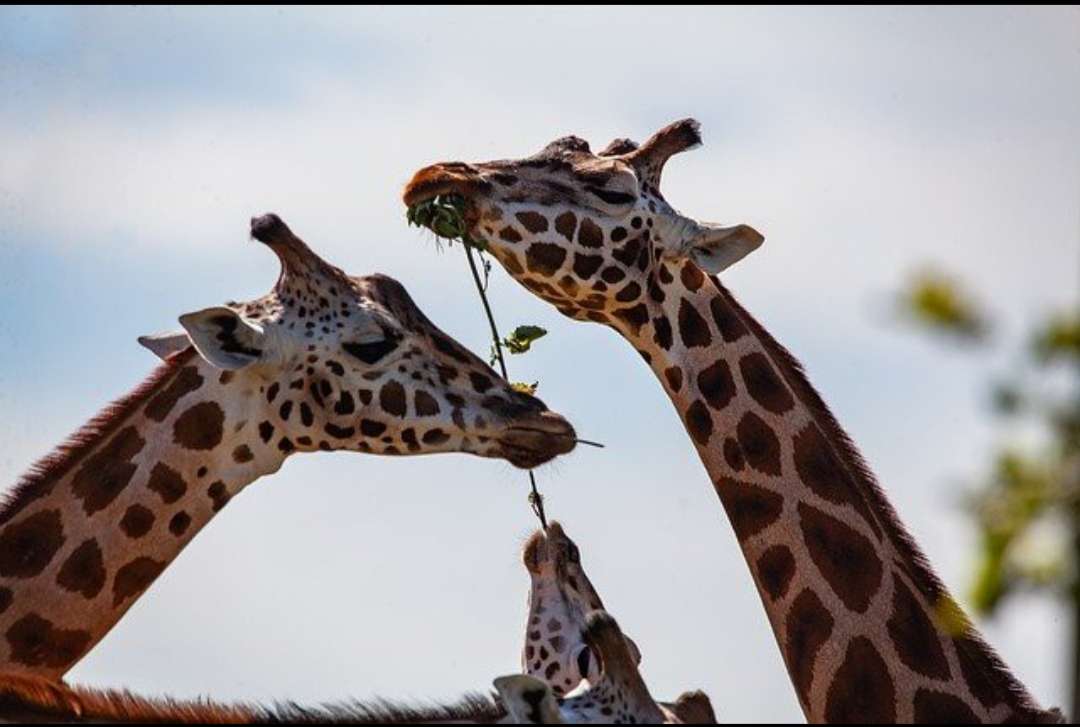 Girafes ❤️❤️❤️❤️❤️❤️❤️❤️ puzzle en ligne