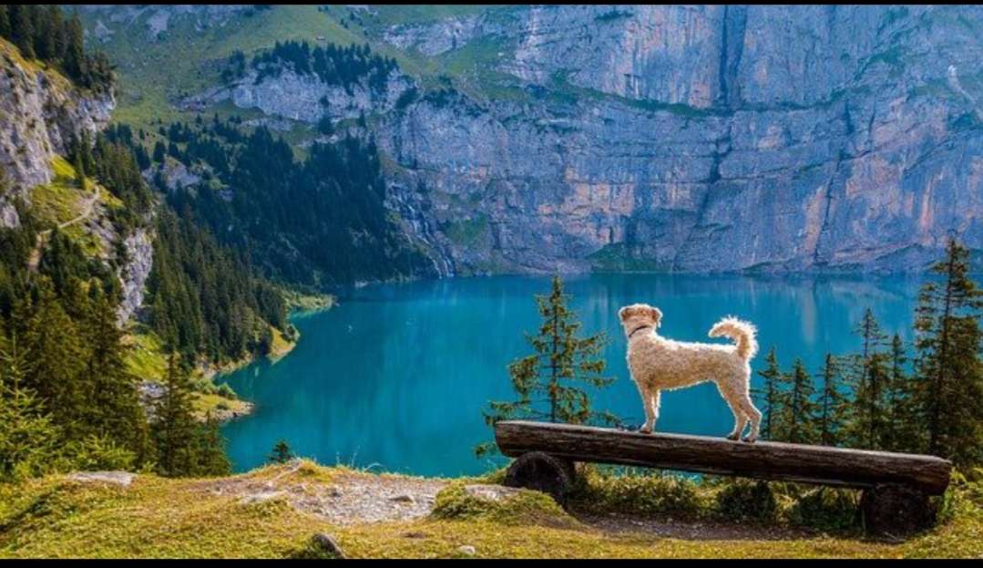 Dog and Fjords jigsaw puzzle online