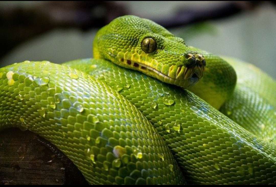 Green python online puzzle