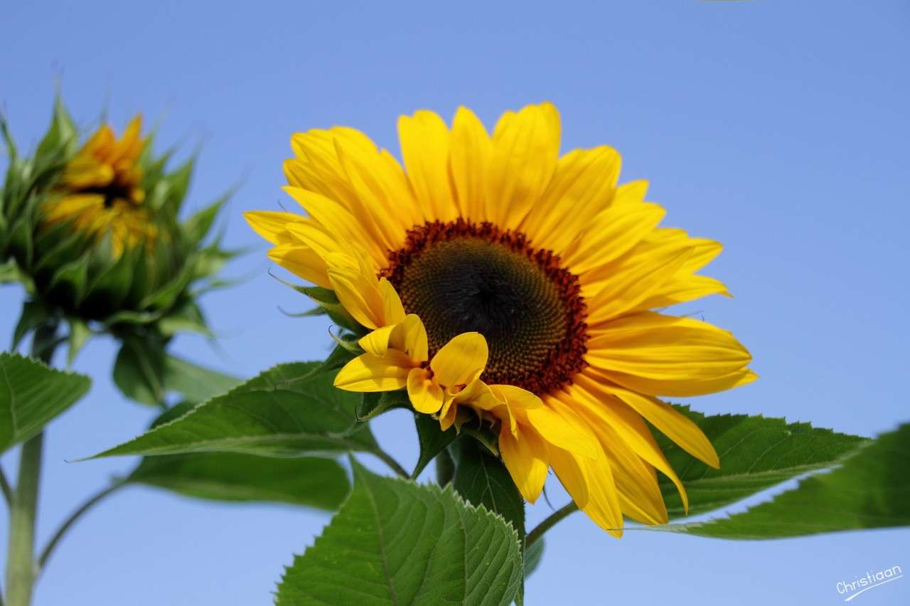 Tournesol, belles fleurs, été. puzzle en ligne