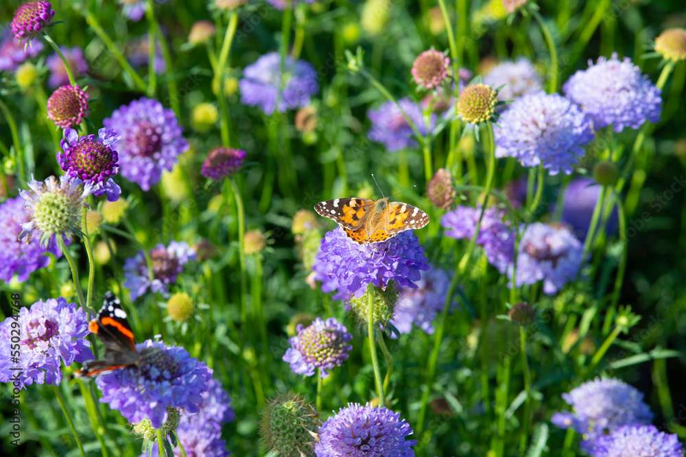 Vlinder op een bloem online puzzel