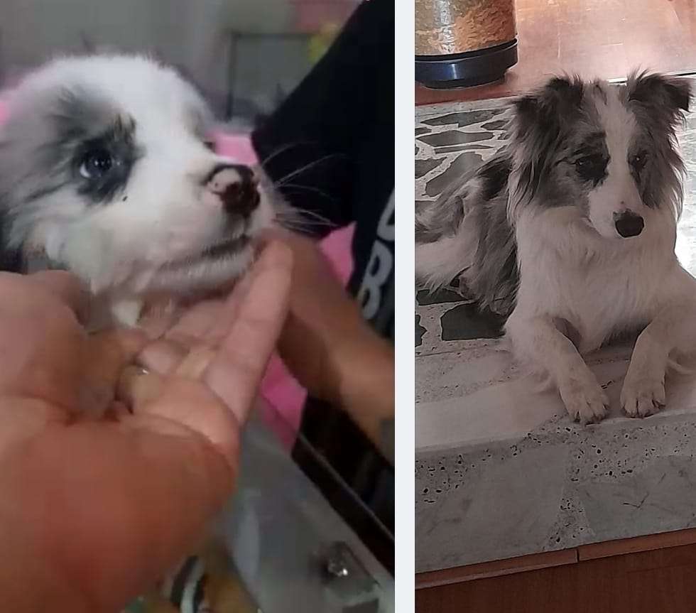 Animal de estimação border collie quebra-cabeças online