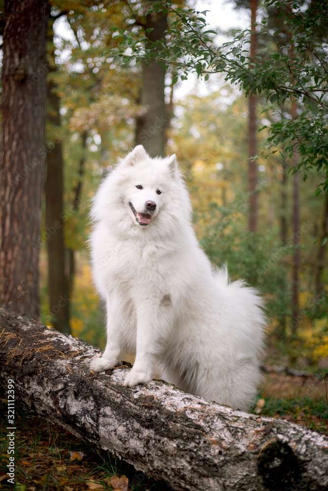 Samojed hund Pussel online