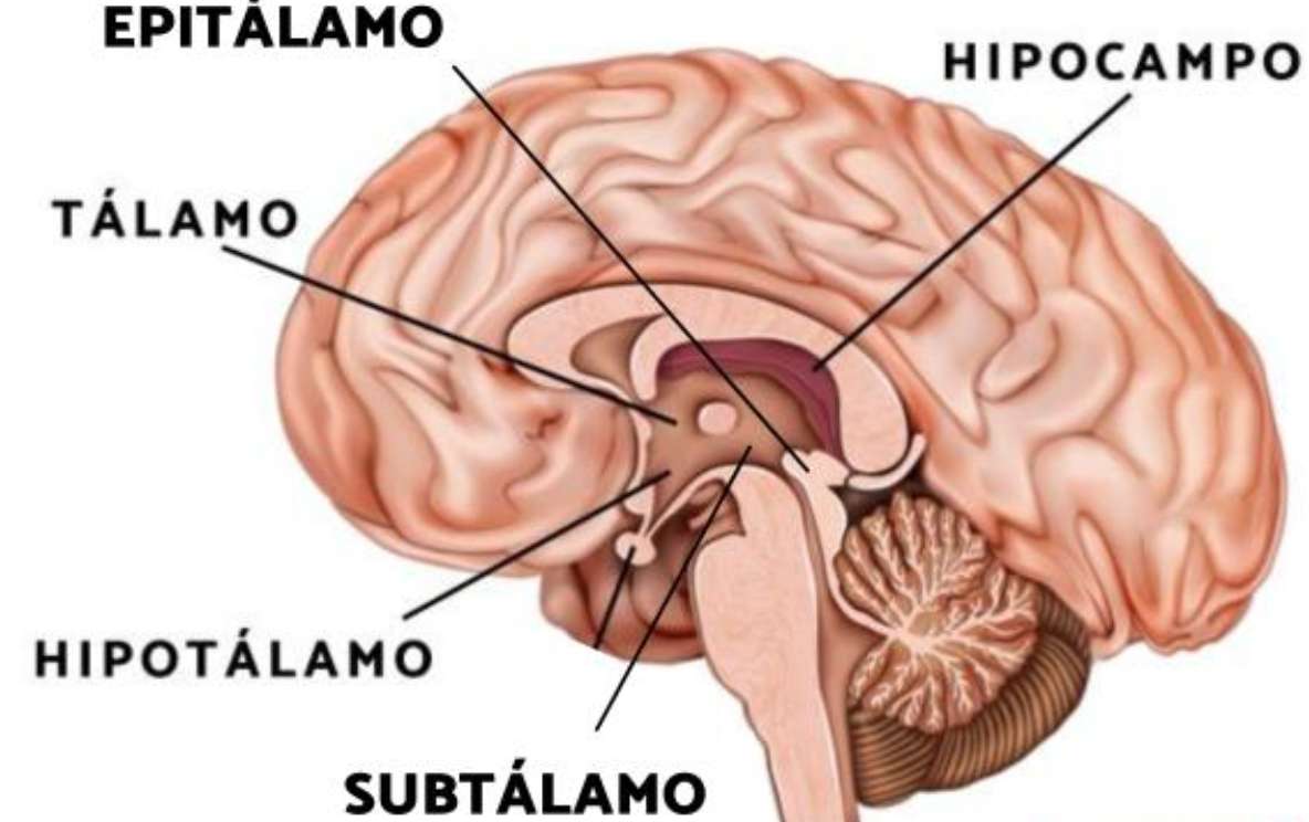 diencephalon en zijn delen legpuzzel online