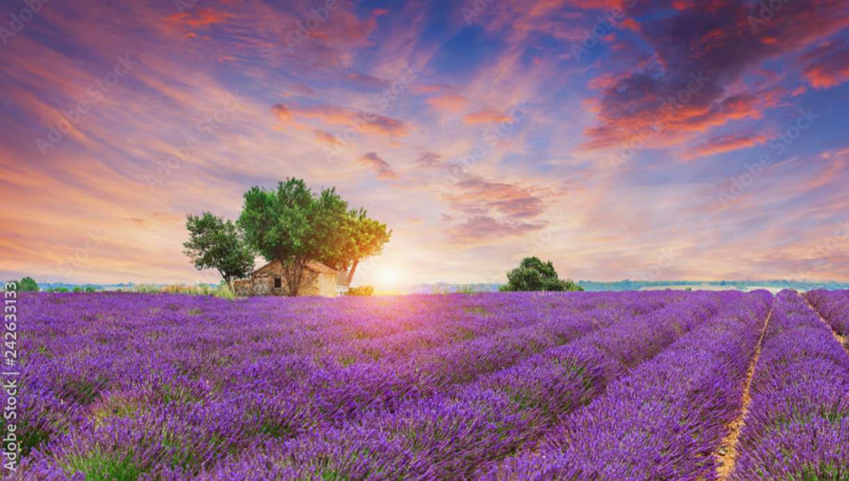 Lavendelfält Provence Frankrike pussel på nätet