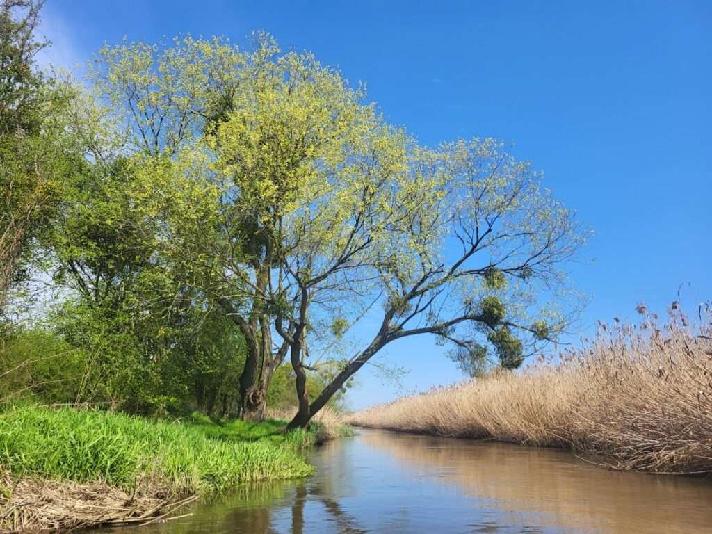 Une rivière calme en été puzzle en ligne