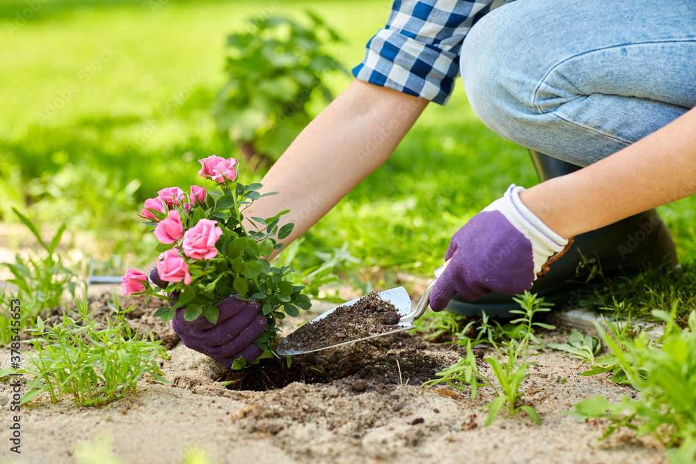 Een rozenstruik planten online puzzel