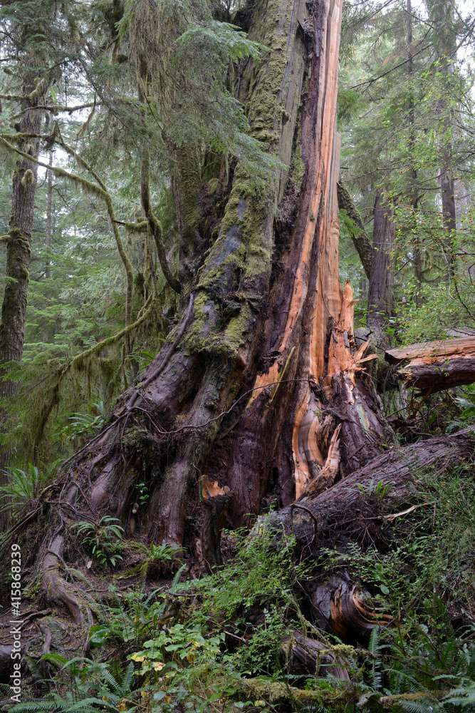 Vecchio albero di cedro, Pacific Rim, Canada puzzle online