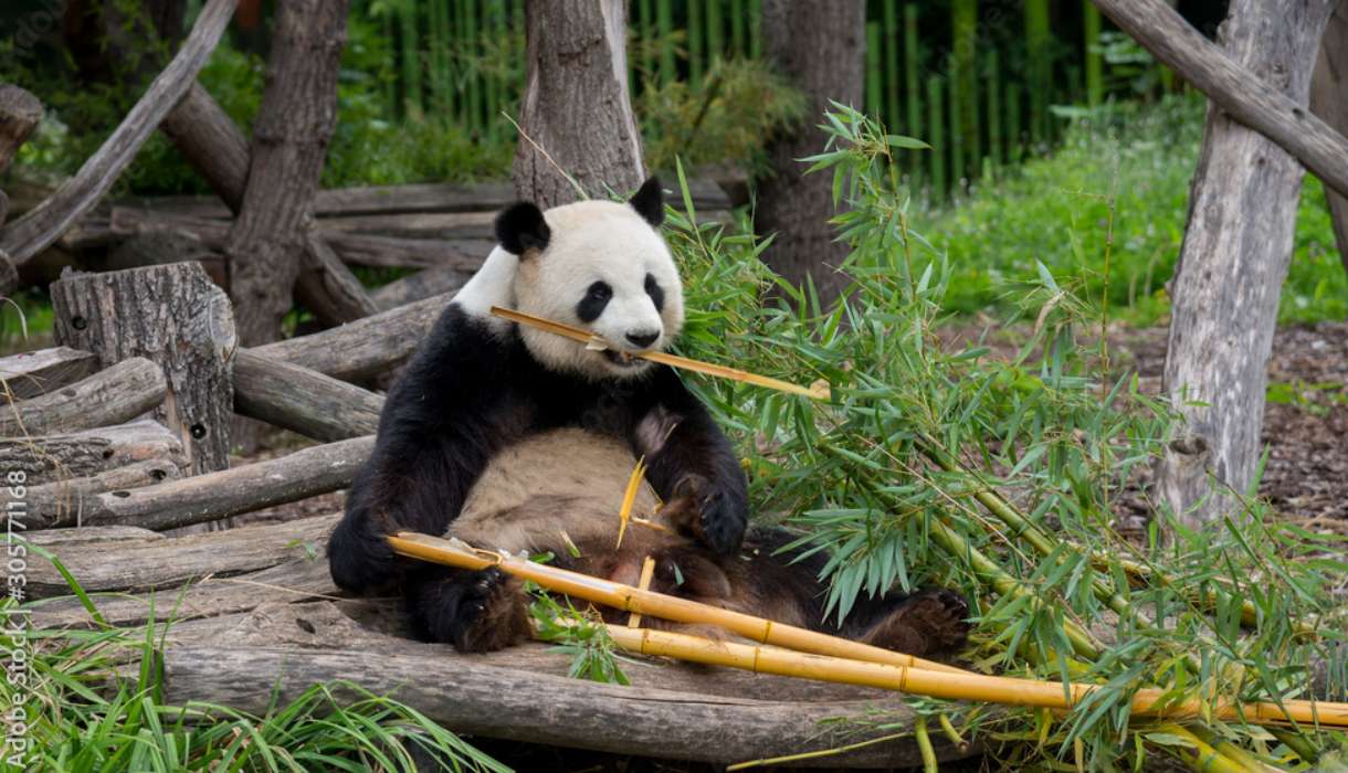 Panda in the Berlin Zoo jigsaw puzzle online