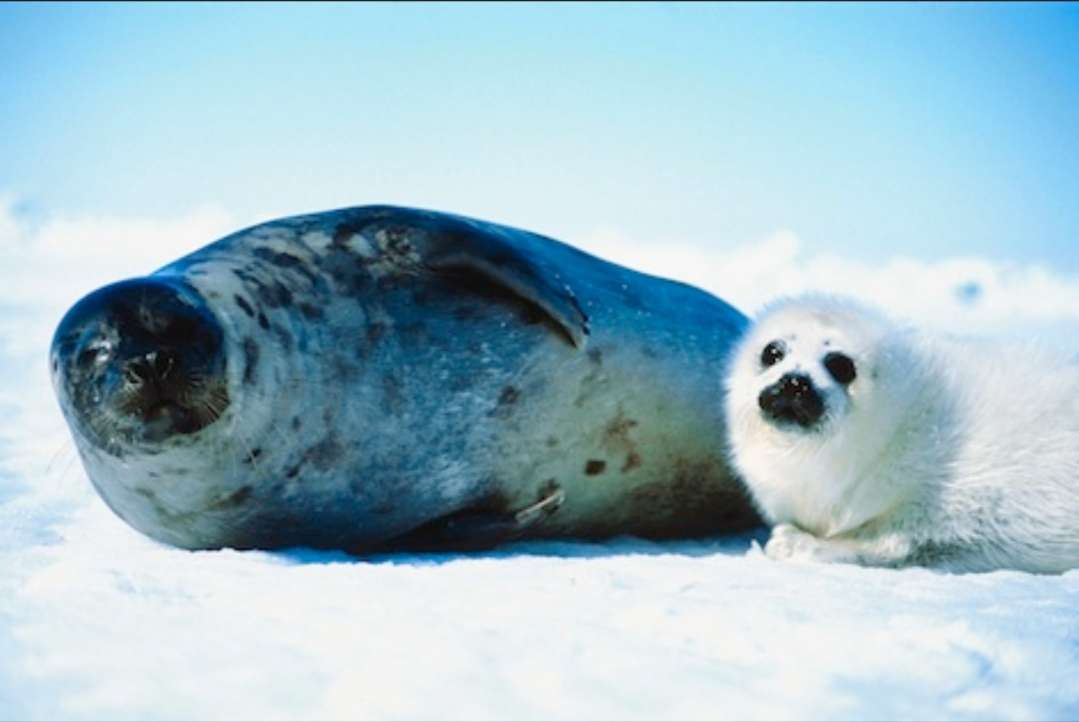 Familia de focas de Groenlandia rompecabezas en línea